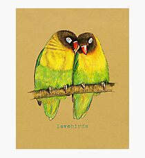 Lovebirds Photographic Print