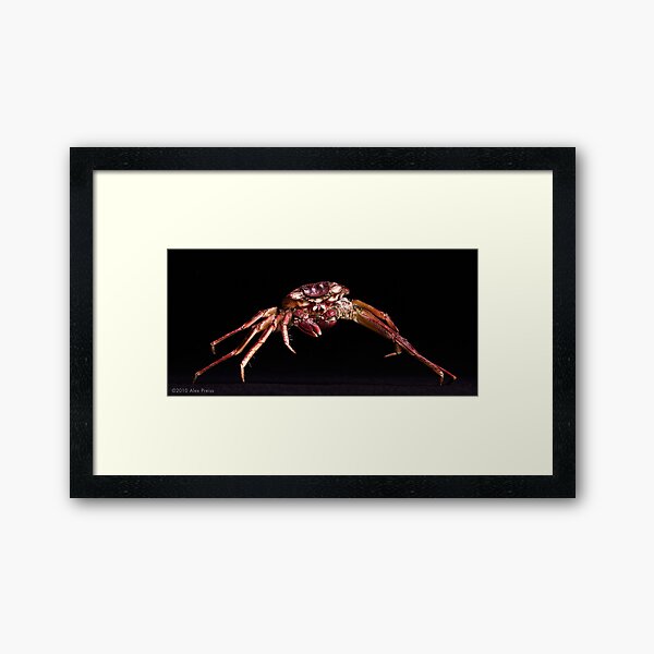 Crab: A Portrait Framed Art Print