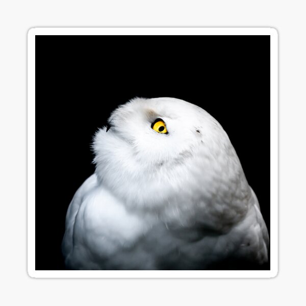 Winter White Snowy Owl Portrait Sticker