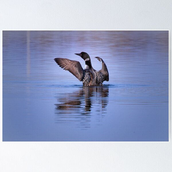 Item preview, Common Loon - Bolingbrook, Illinois designed and sold by John Absher.