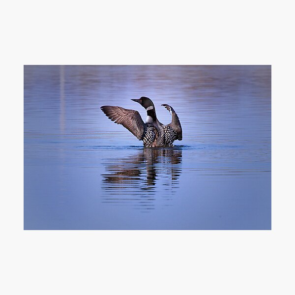 Item preview, Common Loon - Bolingbrook, Illinois designed and sold by John Absher.