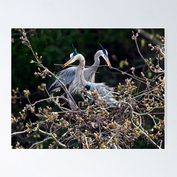 Item preview, Herons Working Together designed and sold by David Friederich.