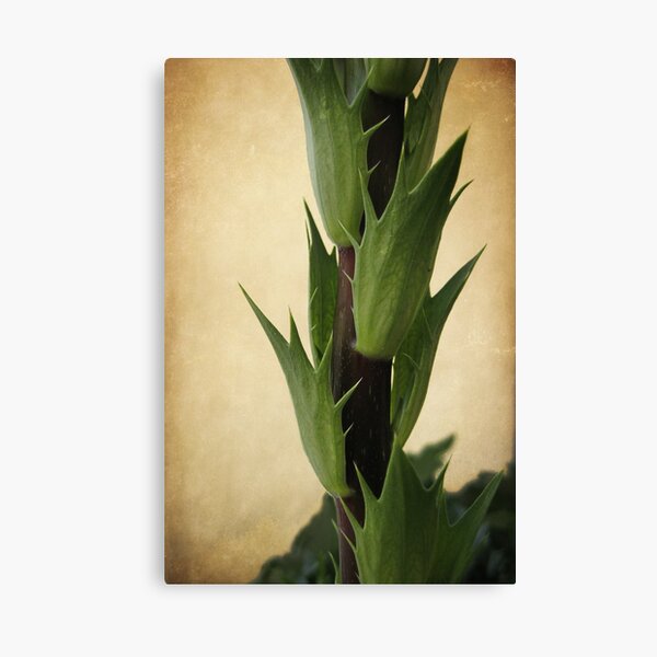 Reaching for the Sky Canvas Print