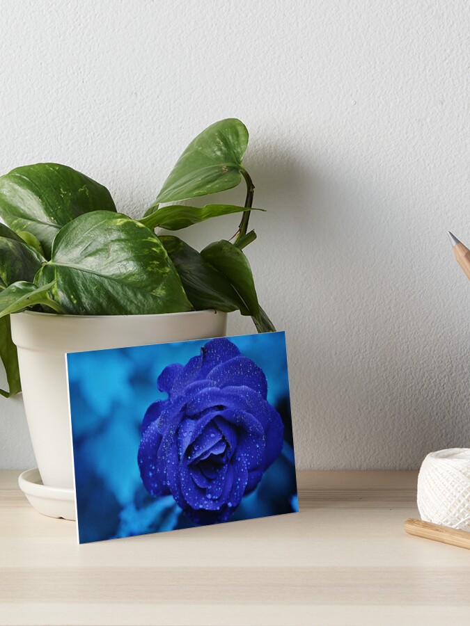 Blaue Rose Mit Regentropfen Galeriedruck Von Nesdesign Redbubble