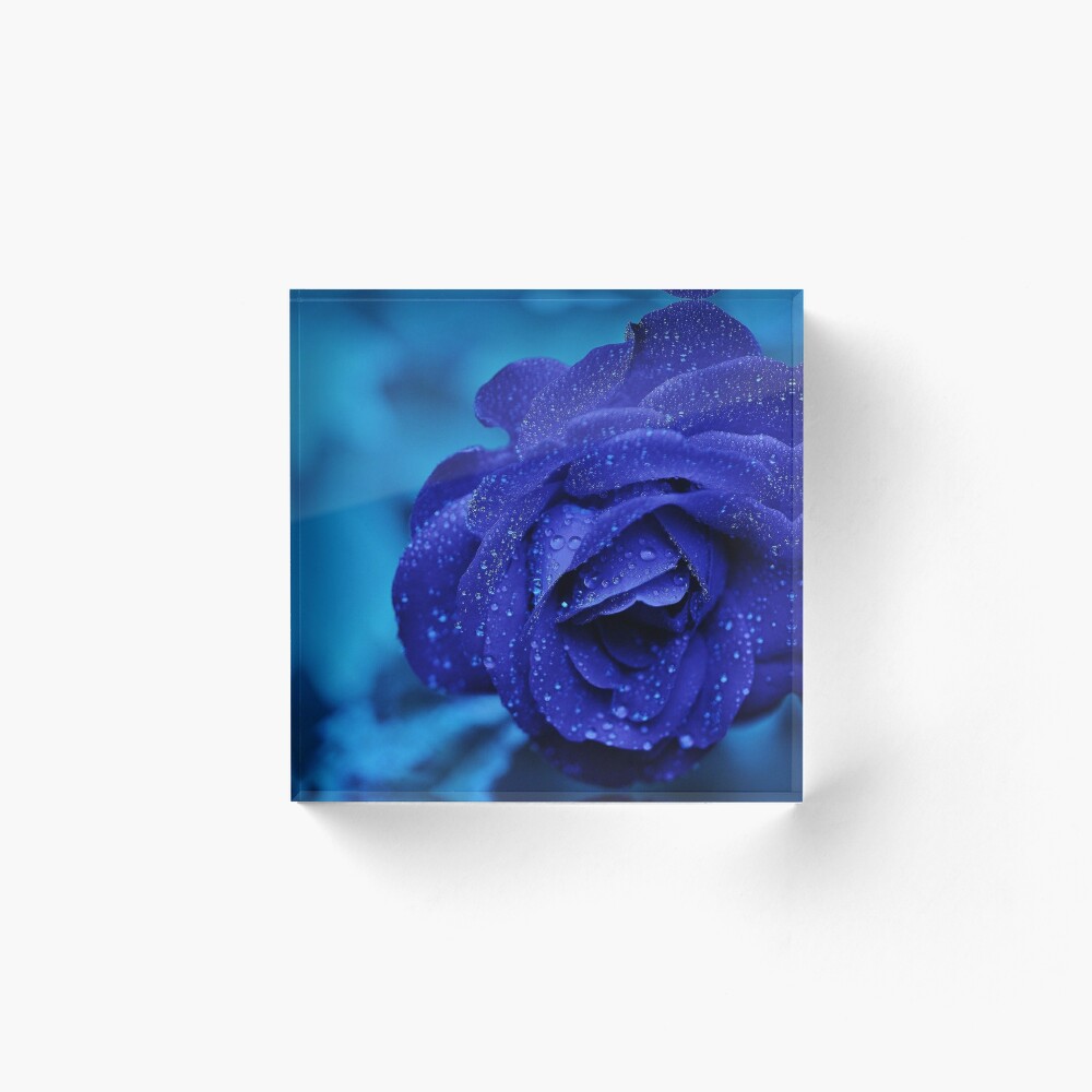 Blaue Rose Mit Regentropfen Galeriedruck Von Nesdesign Redbubble