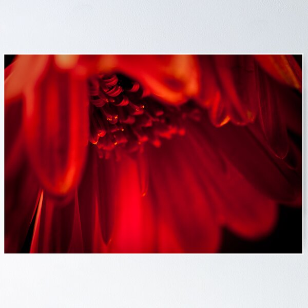Artikelvorschau, Gerbera in the mood entworfen und verkauft von Stas Medvedev.