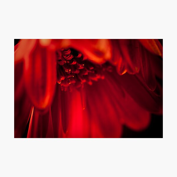 Item preview, Gerbera in the mood designed and sold by Stas Medvedev.
