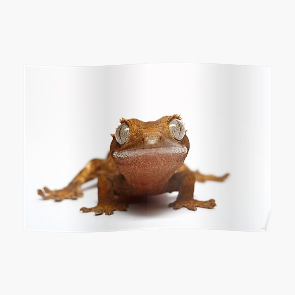 gecko Poster