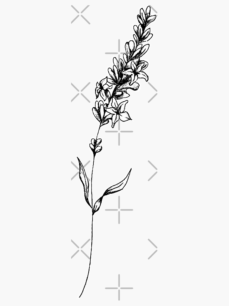 Lavender Illustration by joannekatarina