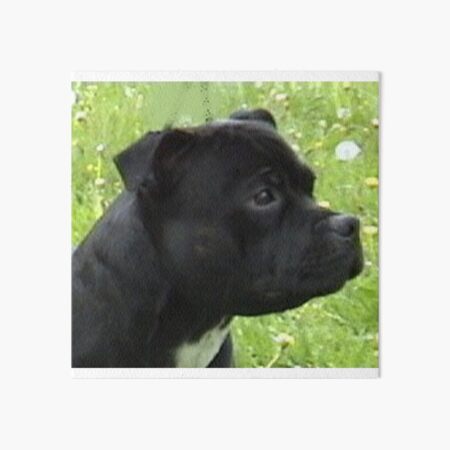 Staffie Cushion Dog Shaped Gift//Present Staffordshire Bull Terrier Staffy