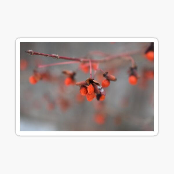 Item preview, Red Berries in winter designed and sold by NaturesLostSoul.