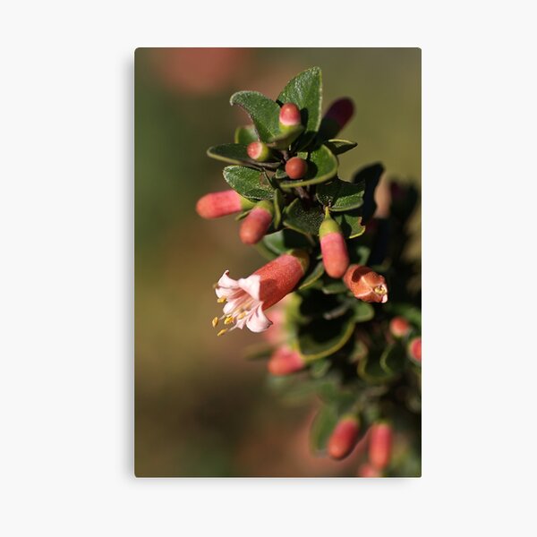 Item preview, Australian Fuchsia designed and sold by Joy Watson - Natural Light Photography .