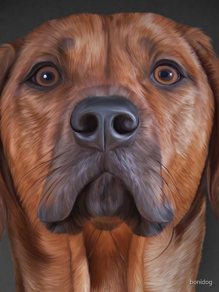 Thumbnail 6 of 6, Premium Oversized Hoodie, Drawing Rhodesian Ridgeback designed and sold by bonidog.