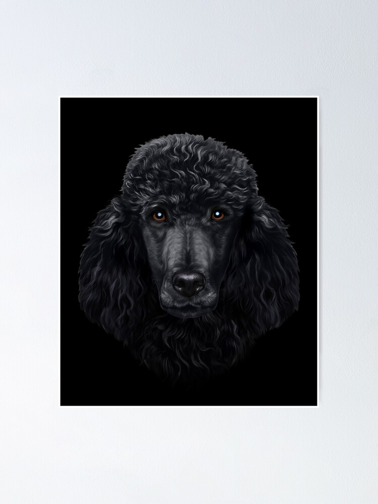 small black poodle dog