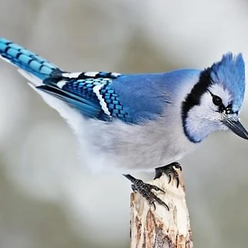 Artwork thumbnail, Bluejay by Howlingstudioss