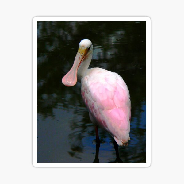 Roseate Spoonbill 142 Views Sticker