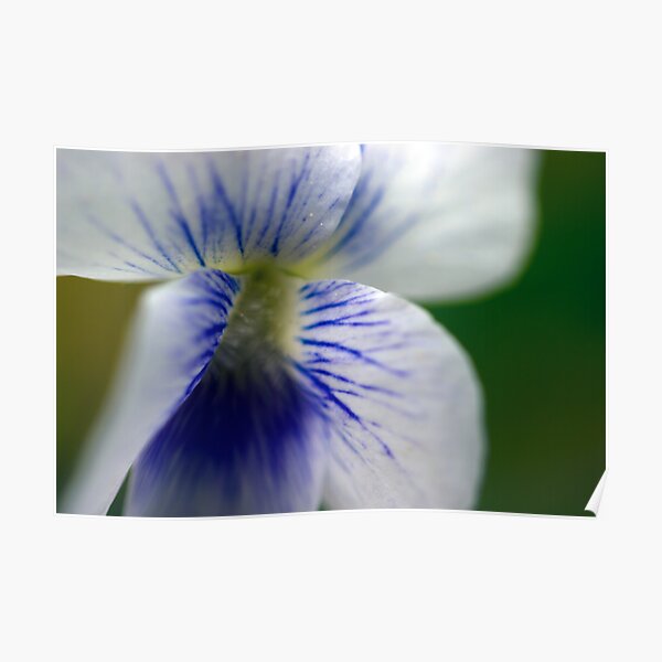 White Violet - Close Up Poster