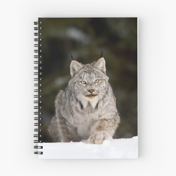 Item preview, Canada Lynx Pouncing designed and sold by mlorenz.