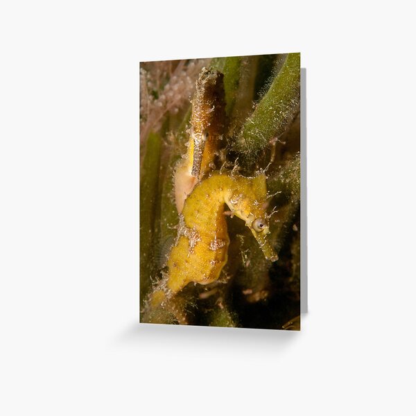 Sydney Seahorses, Camp Cove, Sydney Harbour Greeting Card