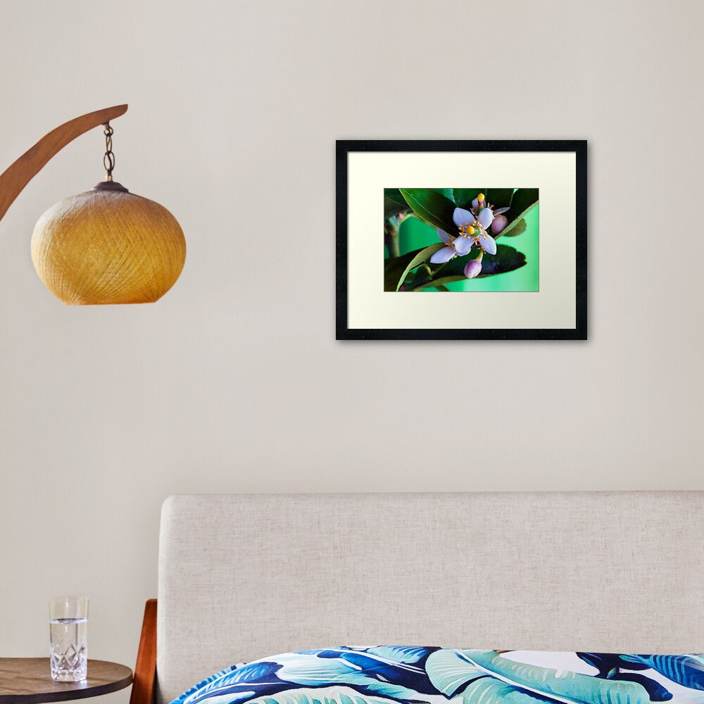 Lime blossom Framed Art Print