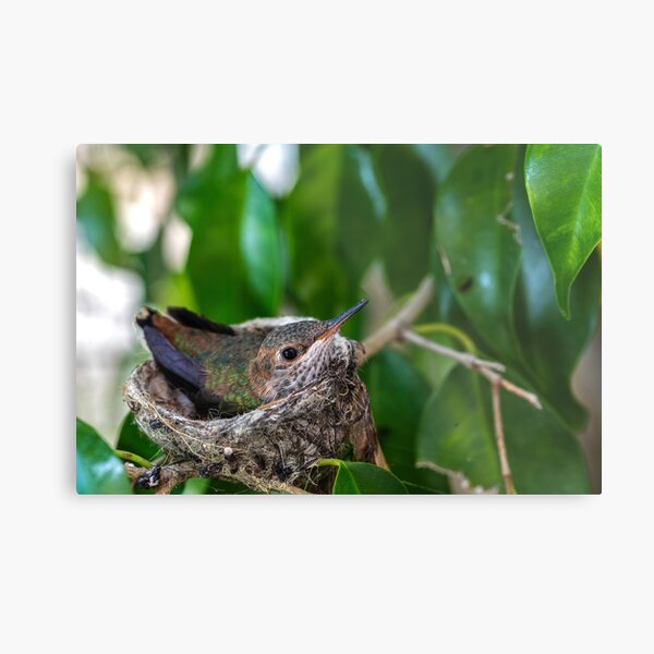 Baby Hummingbird Metal Print