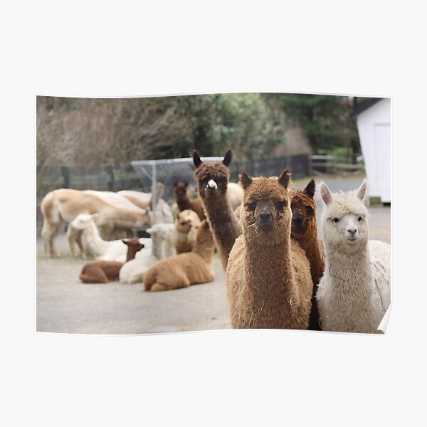 Alpaca Farm Poster