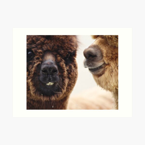 alpaca secrets Art Print