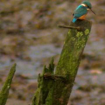 Artwork thumbnail, KING OF THE RIVER by NICK COBURN PHILLIPS