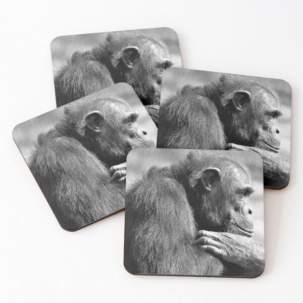 Item preview, Chimpanzee Monarto Zoo  designed and sold by Linda  Hammond.