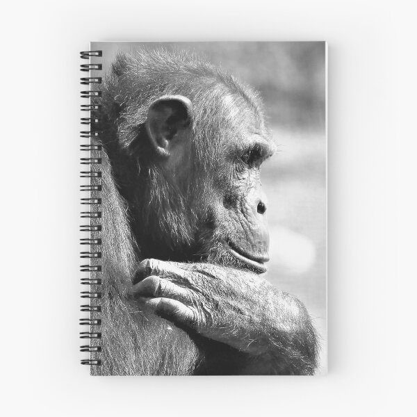 Item preview, Chimpanzee Monarto Zoo  designed and sold by Linda  Hammond.