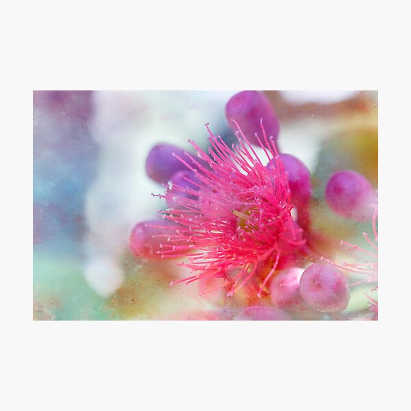Gum Blossom Photographic Print