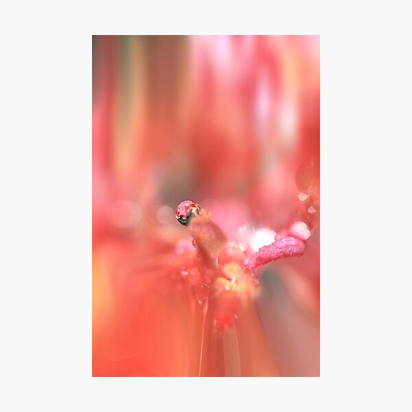 ~Sherbert Dream~ Photographic Print