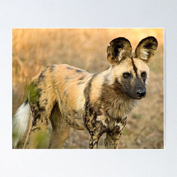 Artikelvorschau, African Wild Dog Close Up entworfen und verkauft von Michael Moss Photography.