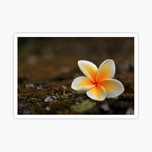Celadine Plumeria on Lava Rock Sticker