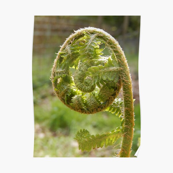 Fern - furl/unfurl Poster