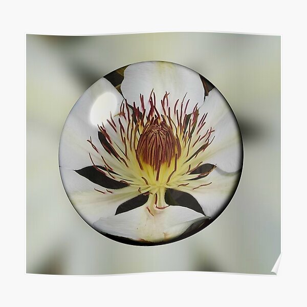 Clematis Henryi in a Bubble Poster