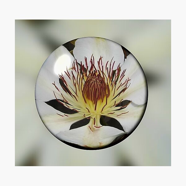 Clematis Henryi in a Bubble Photographic Print