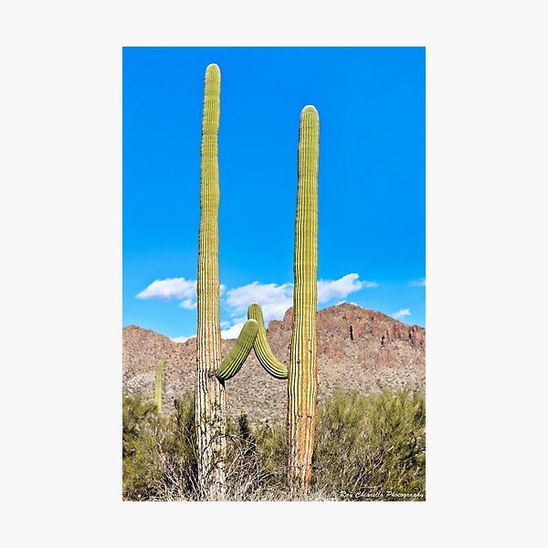 Item preview, High Five! designed and sold by Ray Chiarello Photography.