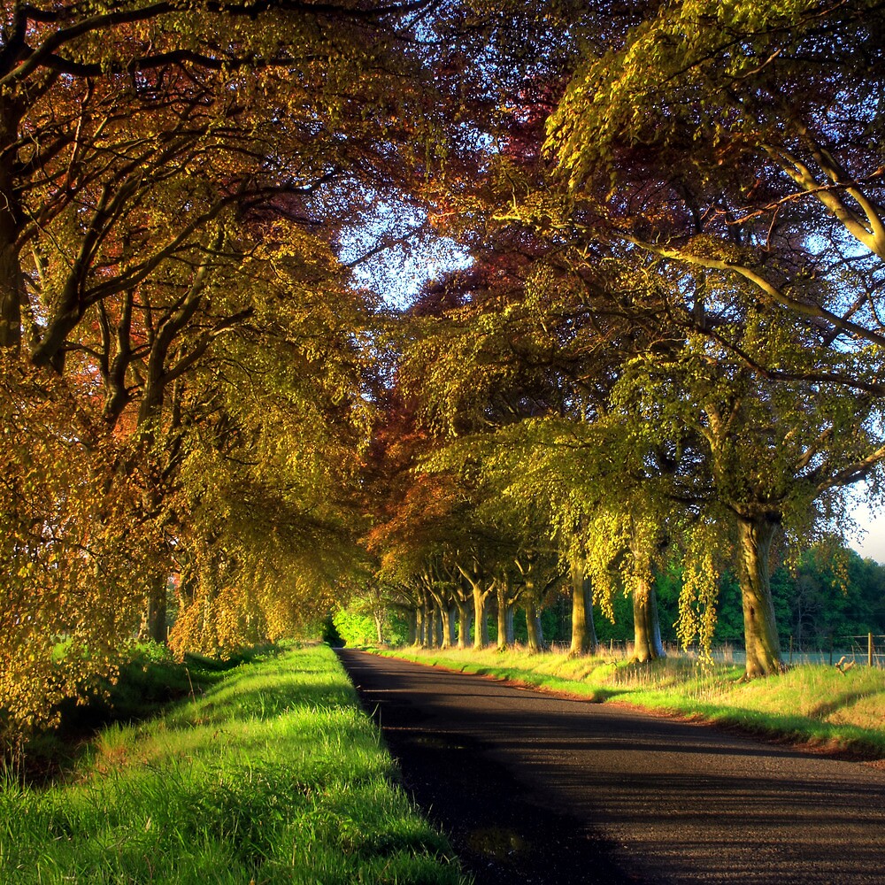 "Copper Beech Avenue" by Angus Clyne Redbubble