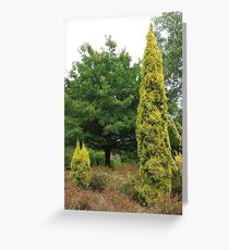 Conifers (5649) Greeting Card