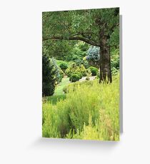 Conifers (5654) Greeting Card
