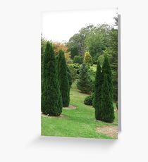 Conifers (5697) Greeting Card