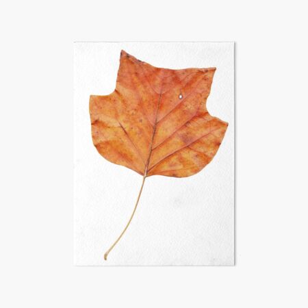 1 Blatt im Herbst Galeriedruck