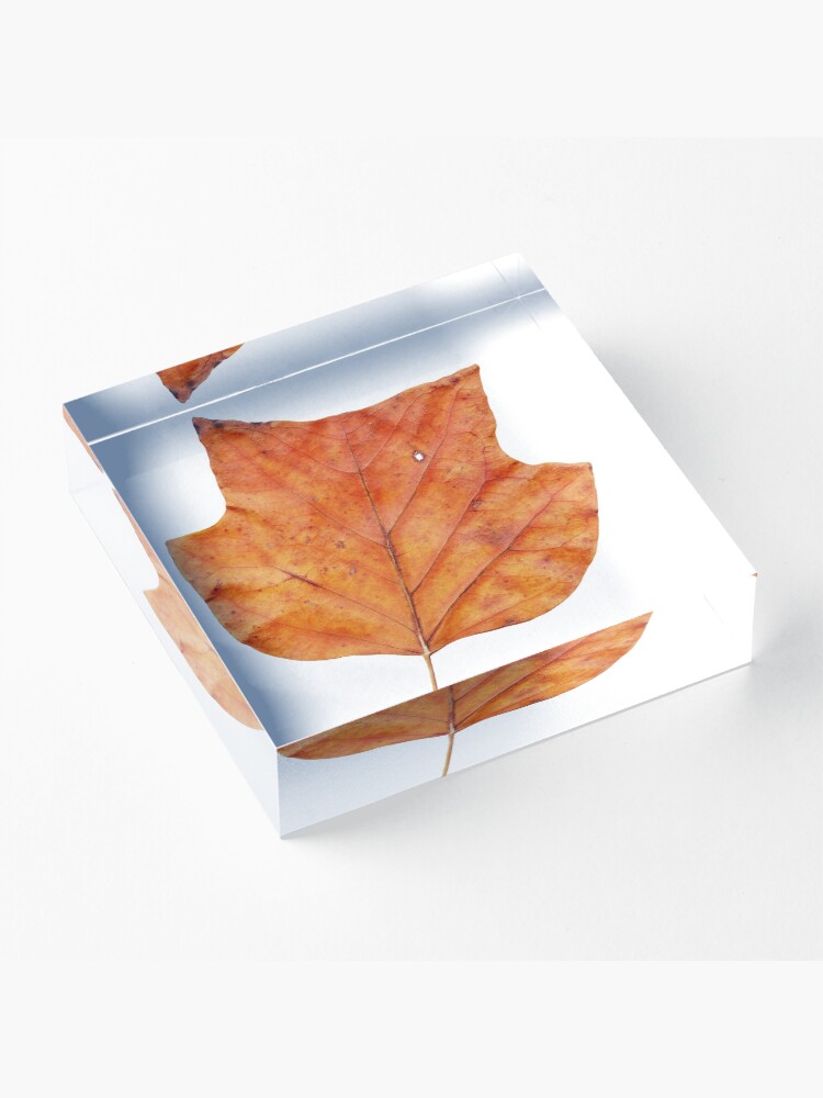 Alternative Ansicht von 1 Blatt im Herbst Acrylblock