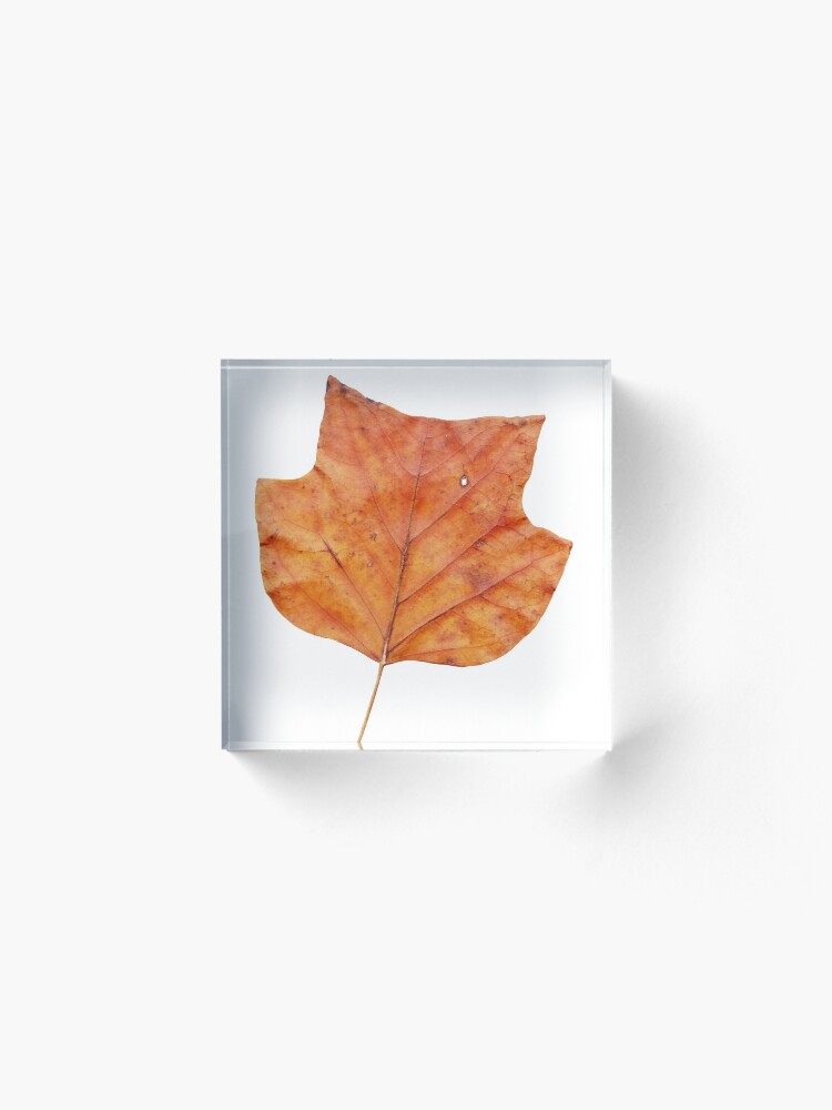 Alternative Ansicht von 1 Blatt im Herbst Acrylblock