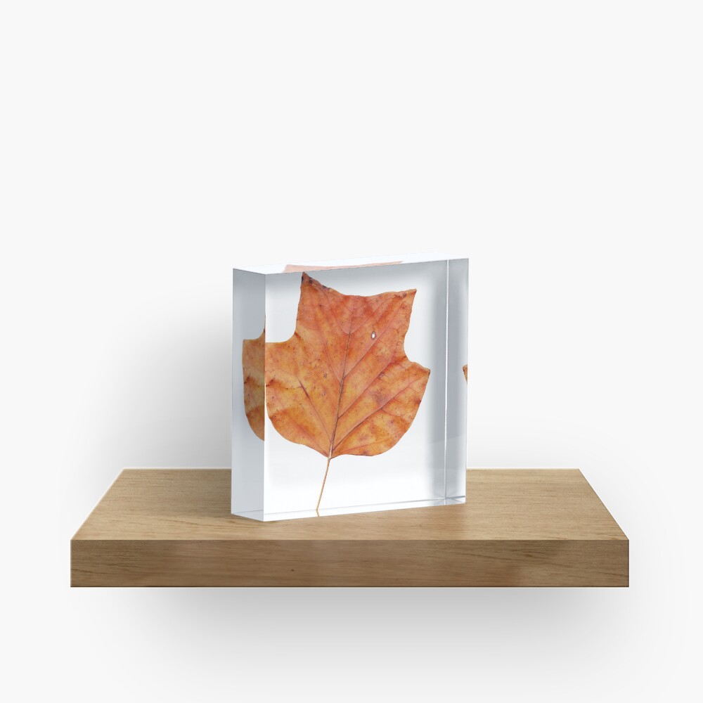 1 Blatt im Herbst Acrylblock
