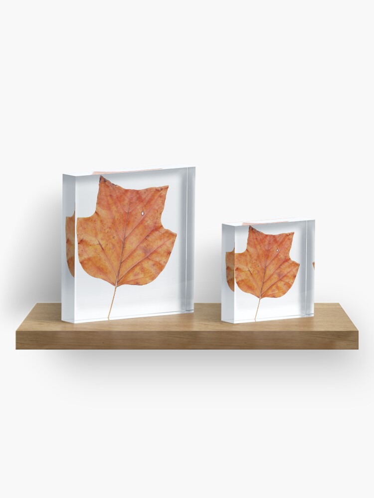 Alternative Ansicht von 1 Blatt im Herbst Acrylblock