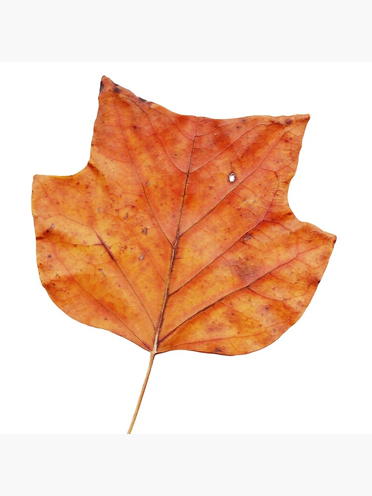 1 Blatt im Herbst von Gourmetkater