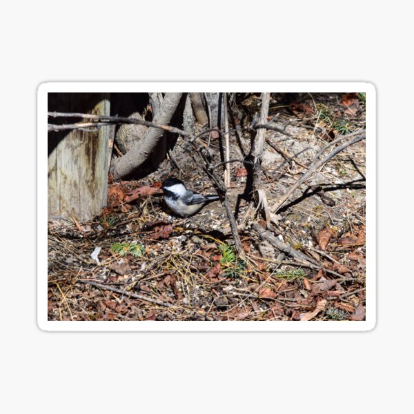Foraging Chickadee. Sticker