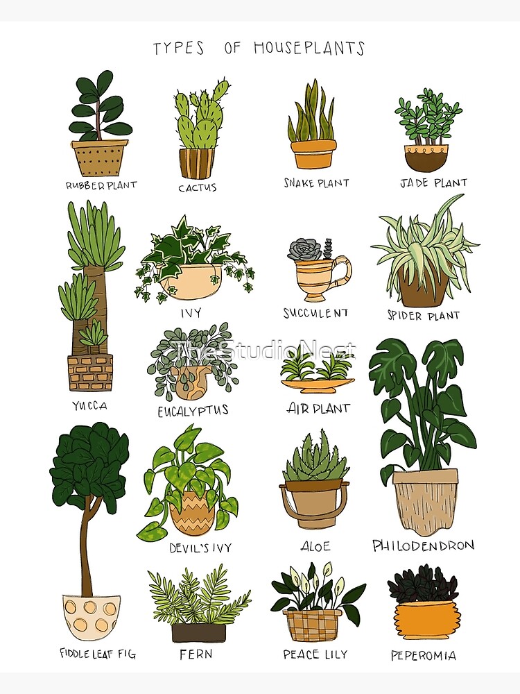 Disover Types of Houseplants Premium Matte Vertical Poster